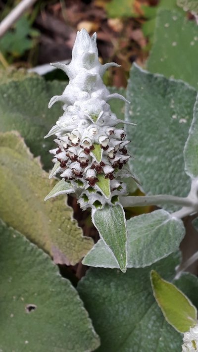 Sideritis macrostachyos, photographed by Alessia Guggisberg