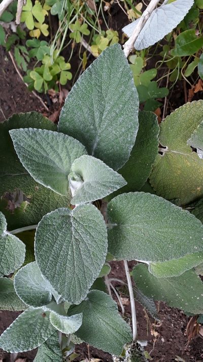 Sideritis macrostachyos, photographed by Alessia Guggisberg