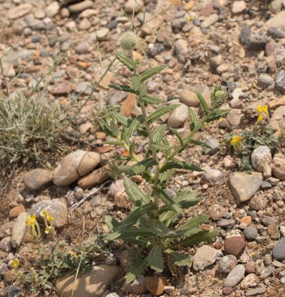 Echinops knorringianus, photographed by Вячеслав Юсупов