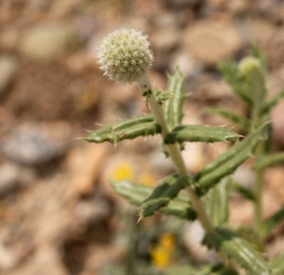 Echinops knorringianus, photographed by Вячеслав Юсупов