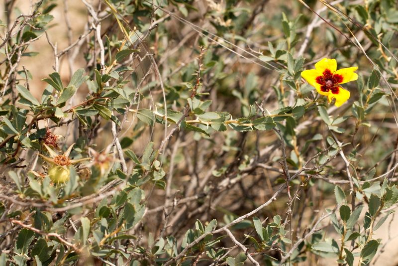 Rosa persica, photographed by Вячеслав Юсупов