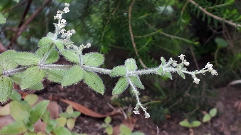 Galium scabrum, photographed by Alessia Guggisberg