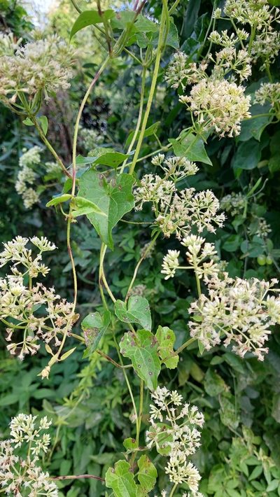 Mikania periplocifolia, photographed by Tomás Tamagno