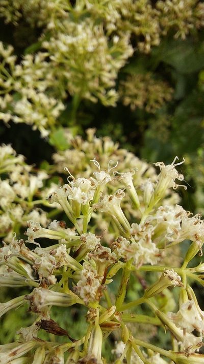 Mikania periplocifolia, photographed by Tomás Tamagno
