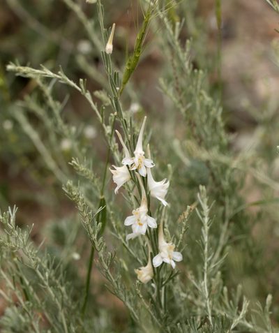 Delphinium leptocarpum, photographed by Вячеслав Юсупов