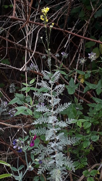 Descurainia millefolia, photographed by Alessia Guggisberg