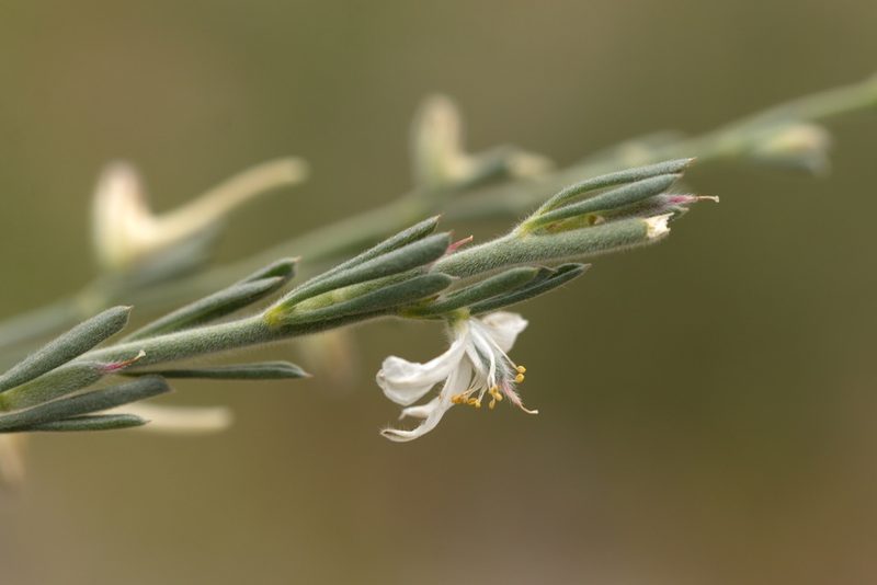 Delphinium leptocarpum, photographed by Вячеслав Юсупов