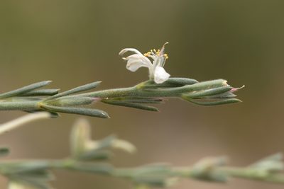 Delphinium leptocarpum, photographed by Вячеслав Юсупов