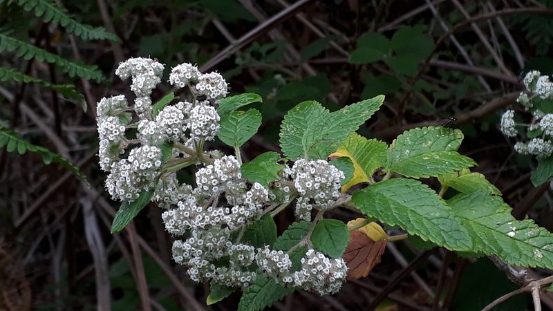 Bystropogon canariensis, photographed by Alessia Guggisberg