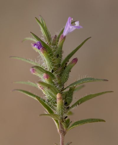 Ziziphora tenuior, photographed by Вячеслав Юсупов