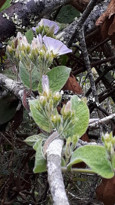 Convolvulus canariensis, photographed by Alessia Guggisberg