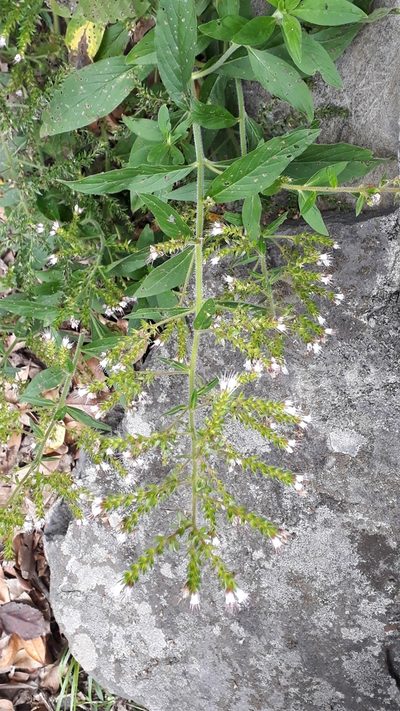 Echium strictum, photographed by Alessia Guggisberg