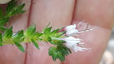 Echium strictum, photographed by Alessia Guggisberg