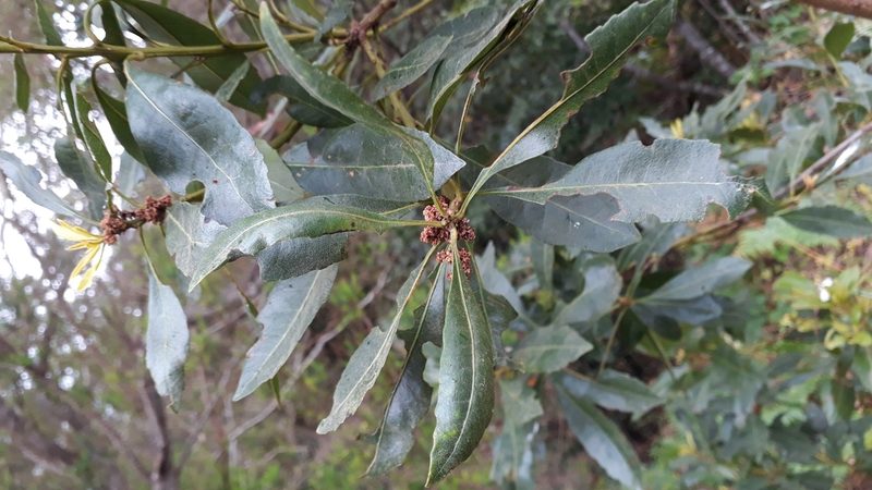 Myrica faya, photographed by Alessia Guggisberg