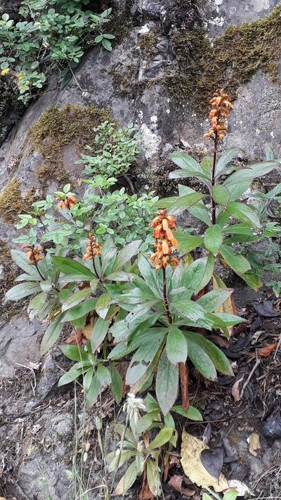 Digitalis canariensis, photographed by Alessia Guggisberg