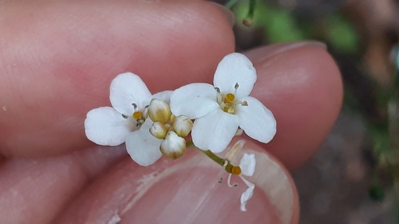 Crambe strigosa, photographed by Alessia Guggisberg