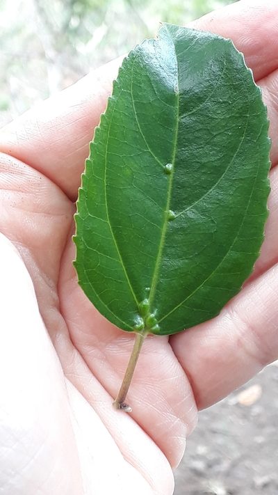 Rhamnus glandulosa, photographed by Alessia Guggisberg