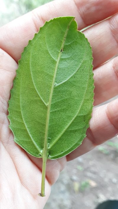 Rhamnus glandulosa, photographed by Alessia Guggisberg