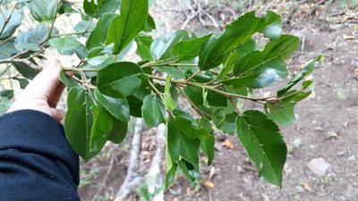 Rhamnus glandulosa, photographed by Alessia Guggisberg