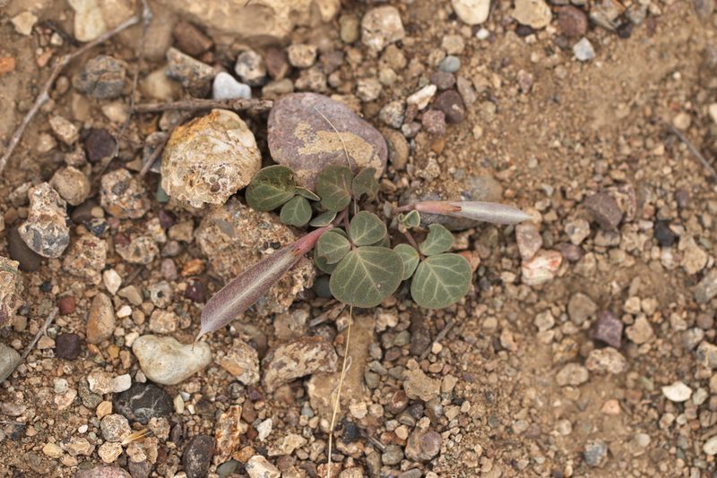 Chesneya ternata, photographed by Вячеслав Юсупов