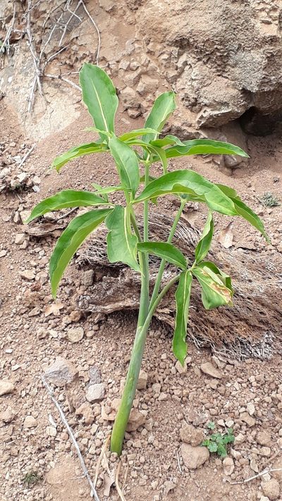 Dracunculus canariensis, photographed by Alessia Guggisberg