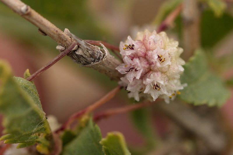 Cuscuta approximata, photographed by Вячеслав Юсупов