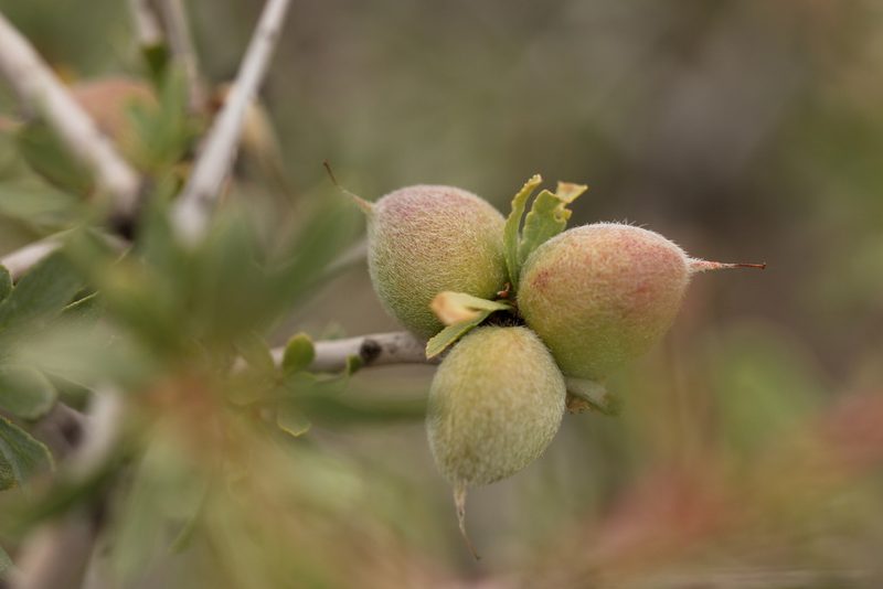 Prunus spinosissima, photographed by Вячеслав Юсупов