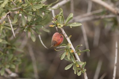 Prunus spinosissima, photographed by Вячеслав Юсупов