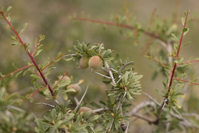 Prunus spinosissima, photographed by Вячеслав Юсупов