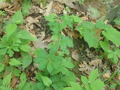 Sanicula marilandica, photographed by Lynn Harper