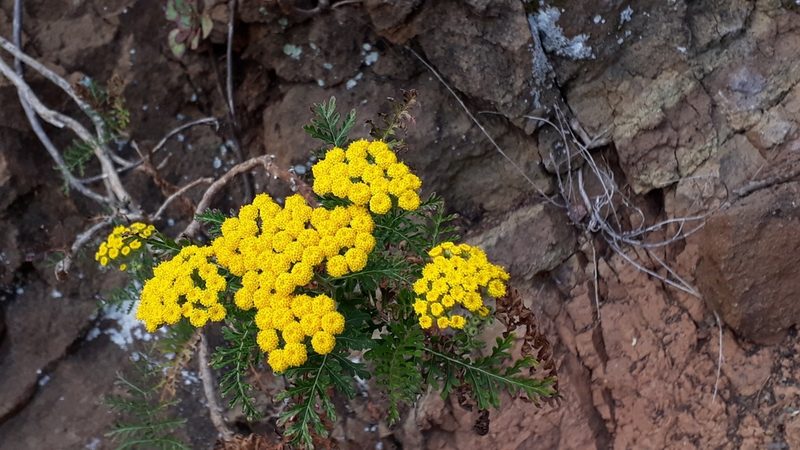 Gonospermum fruticosum, photographed by Alessia Guggisberg