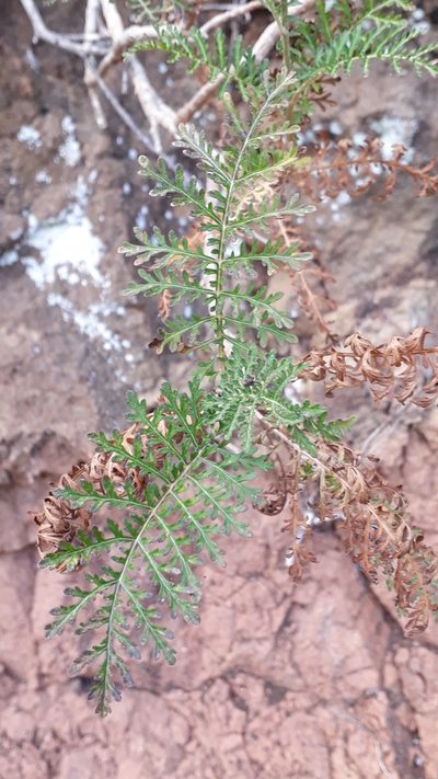 Gonospermum fruticosum, photographed by Alessia Guggisberg