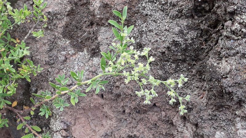 Paronychia canariensis, photographed by Alessia Guggisberg