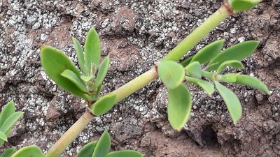 Paronychia canariensis, photographed by Alessia Guggisberg