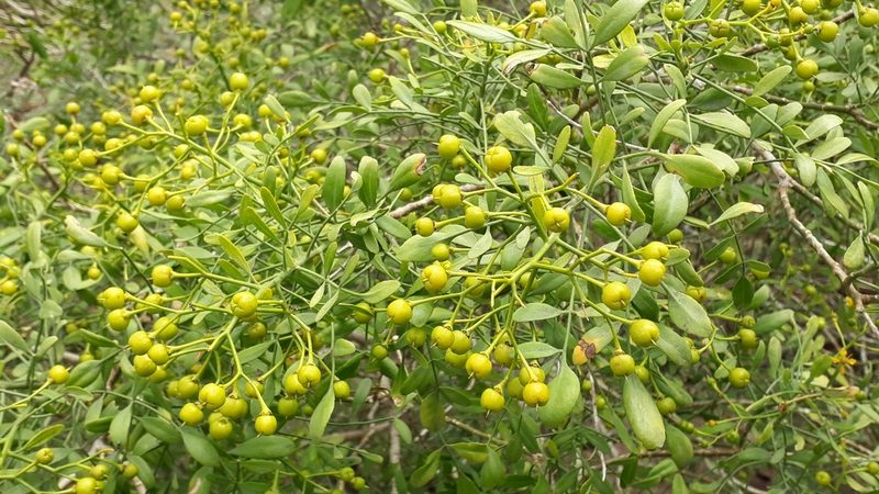 Ruta pinnata, photographed by Alessia Guggisberg