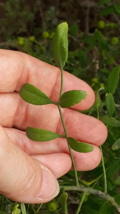 Ruta pinnata, photographed by Alessia Guggisberg