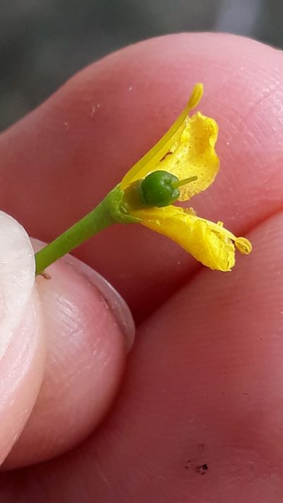 Ruta pinnata, photographed by Alessia Guggisberg