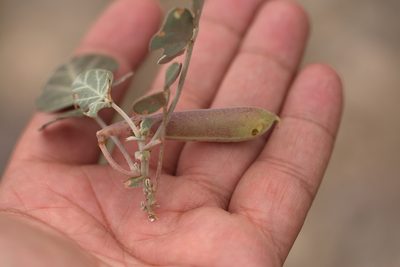 Chesneya ternata, photographed by Вячеслав Юсупов