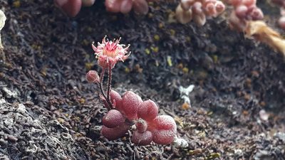 Monanthes laxiflora, photographed by Alessia Guggisberg
