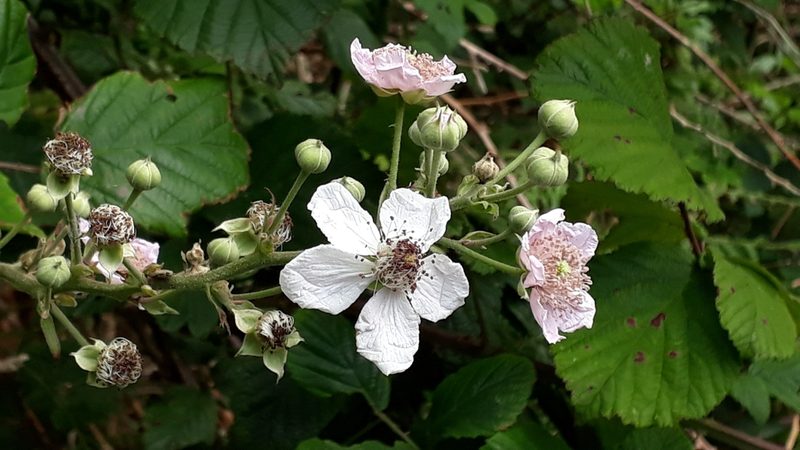 Rubus bollei, photographed by Alessia Guggisberg