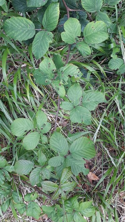Rubus bollei, photographed by Alessia Guggisberg