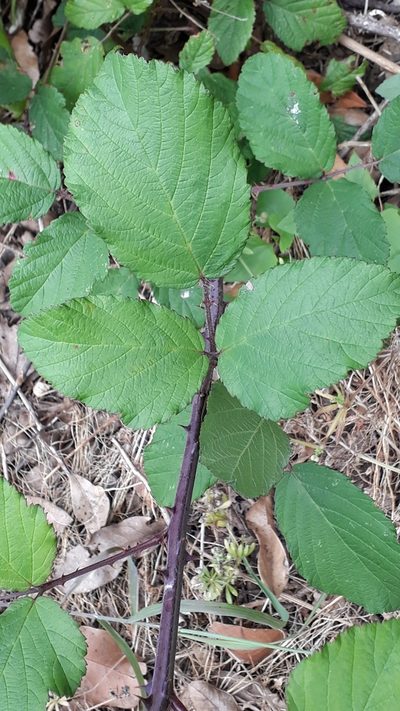 Rubus bollei, photographed by Alessia Guggisberg