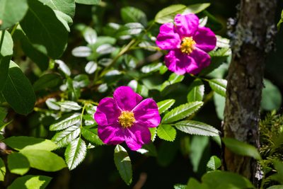 Rosa nitida, photographed by Melissa McMasters