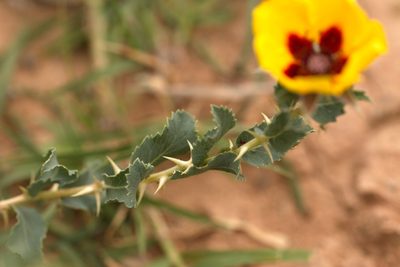 Rosa persica, photographed by Вячеслав Юсупов