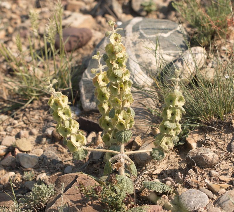 Phlomoides isochila, photographed by Вячеслав Юсупов