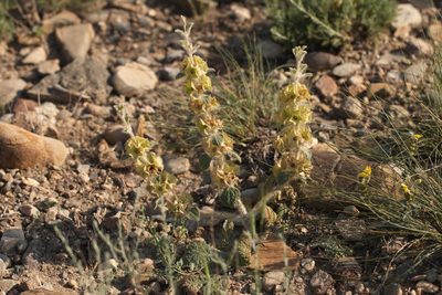 Phlomoides isochila, photographed by Вячеслав Юсупов