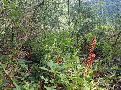 Orobanche rapum-genistae, photographed by ahabo