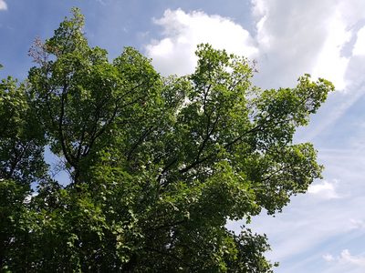 Acer monspessulanum, photographed by ahabo
