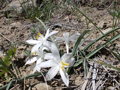 Leucocrinum montanum, photographed by Matt Lavin