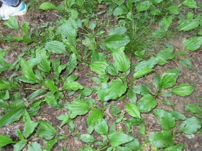 Plantago rugelii, photographed by Mila C.